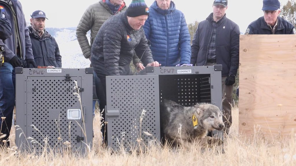 Colorado Has A New Wolf Pup, Nobody Knows Yet If There’s A Whole Litter