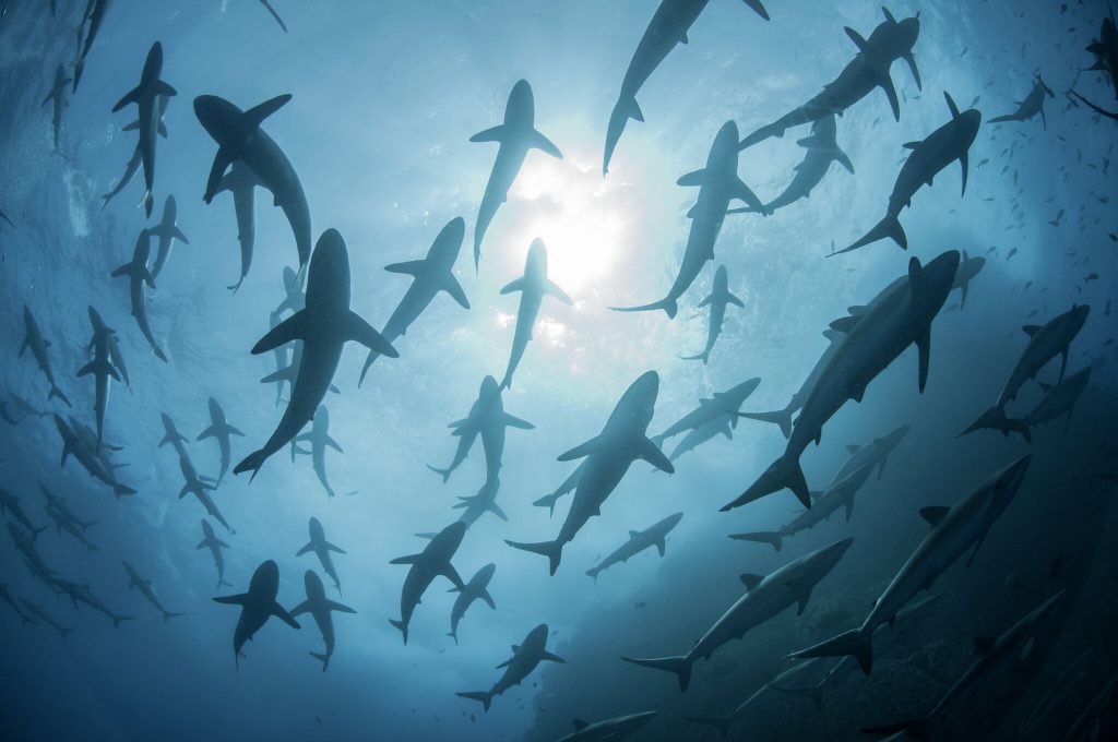 Understanding the string of shark attacks in Texas, Florida waters