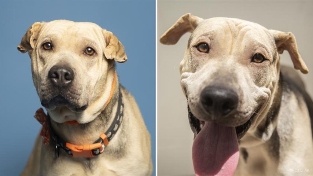 Arizona Humane Society waives adoption fees for large-breed dogs