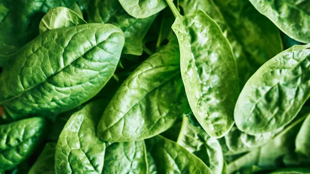 FDA recalls spinach brand in New York over potential listeria contamination.