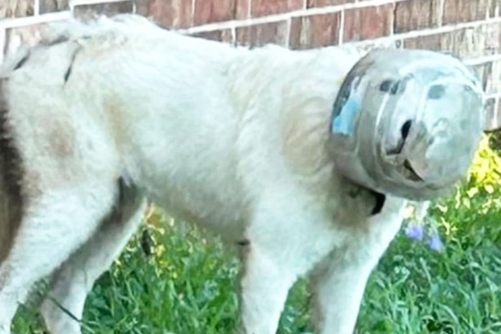 Texas rescues dog with bowl stuck over her head v