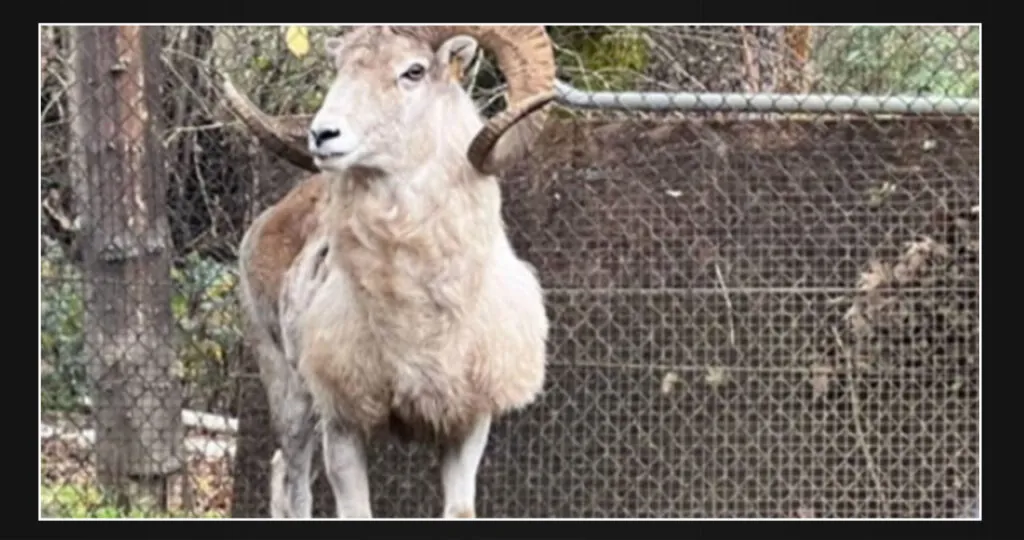 Elderly man, 81, gets prison time for cloning large "Montana Mountain King" sheep for trophy hunting in captivity