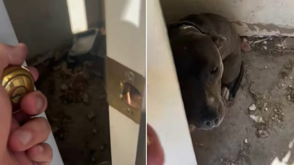 Deputy Sheriff Couldn’t Believe His Eyes When He Saw A Dog Locked In An Abandoned House