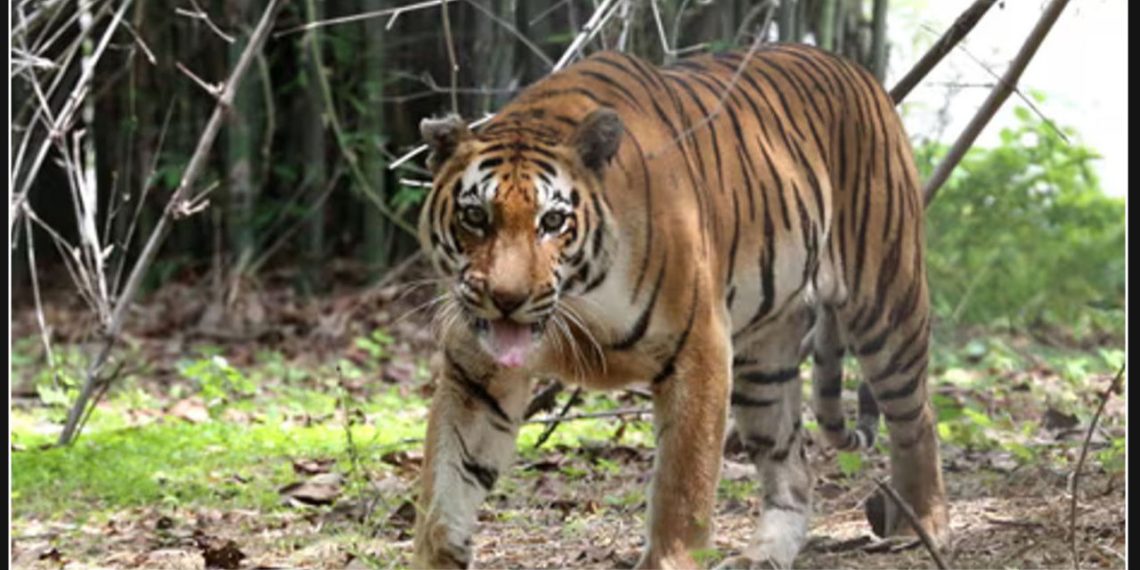 Bird flu kills tiger and 20 other cats at Washington state sanctuary