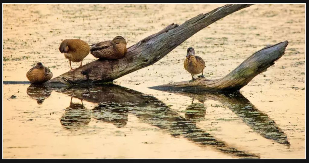 Texas Affected by Ongoing Spread of Highly Pathogenic Avian Influenza